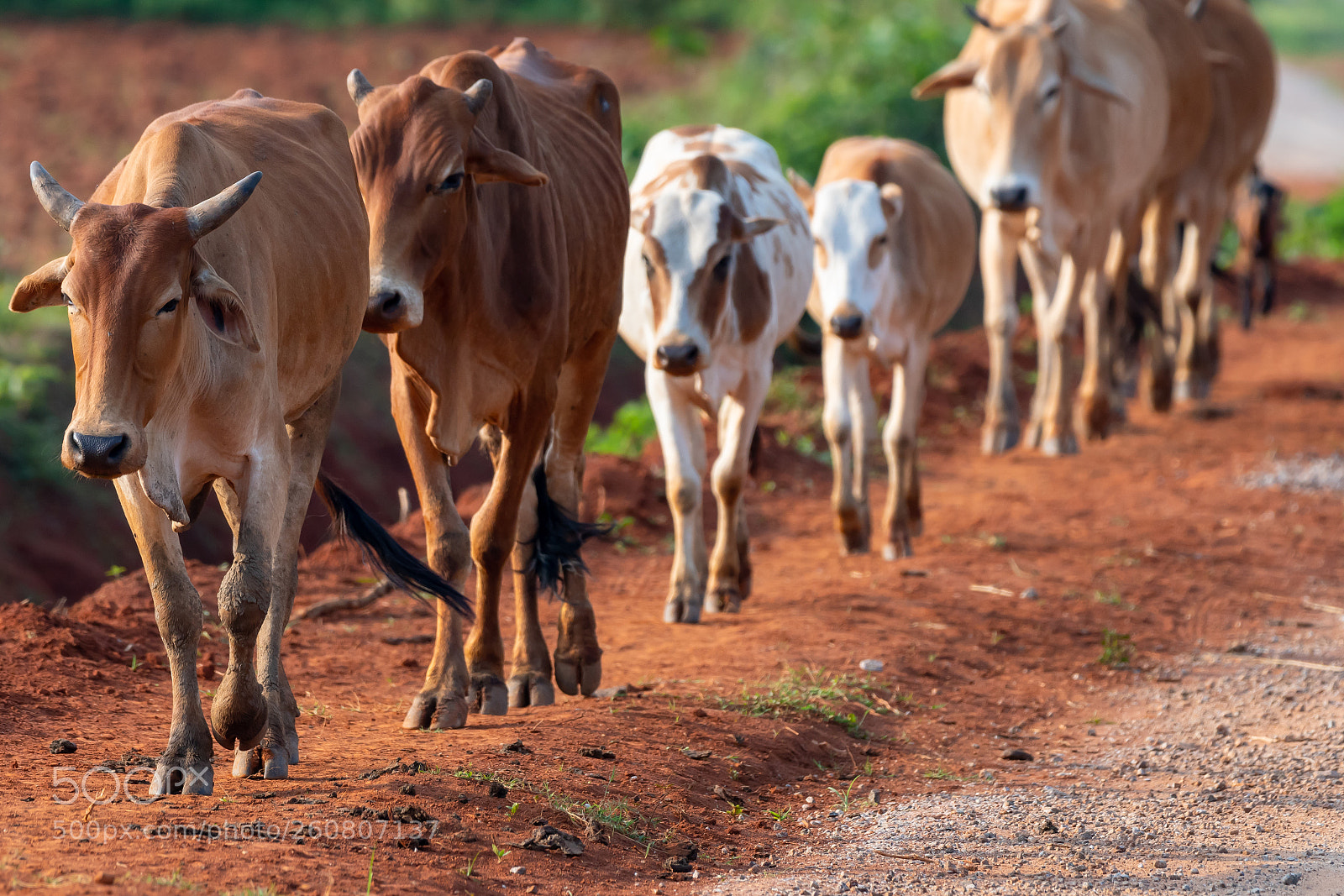 Nikon D500 sample photo. Herd mentality photography