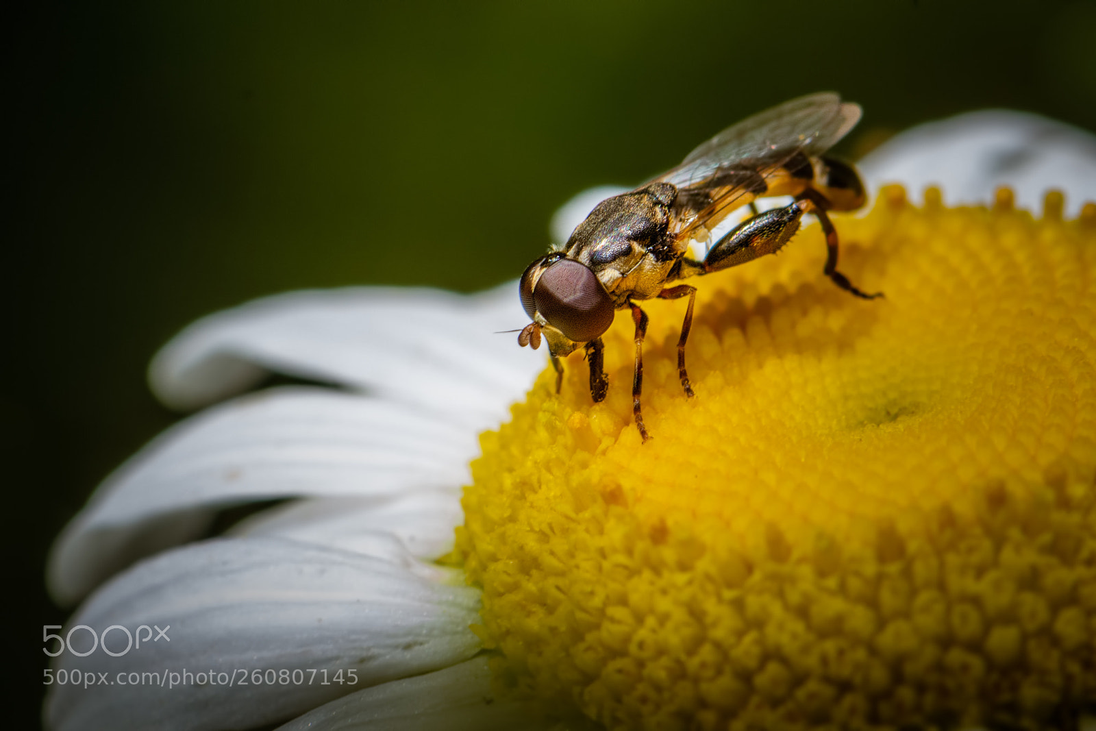 Nikon D7100 sample photo. Daisy, daisy . . . photography