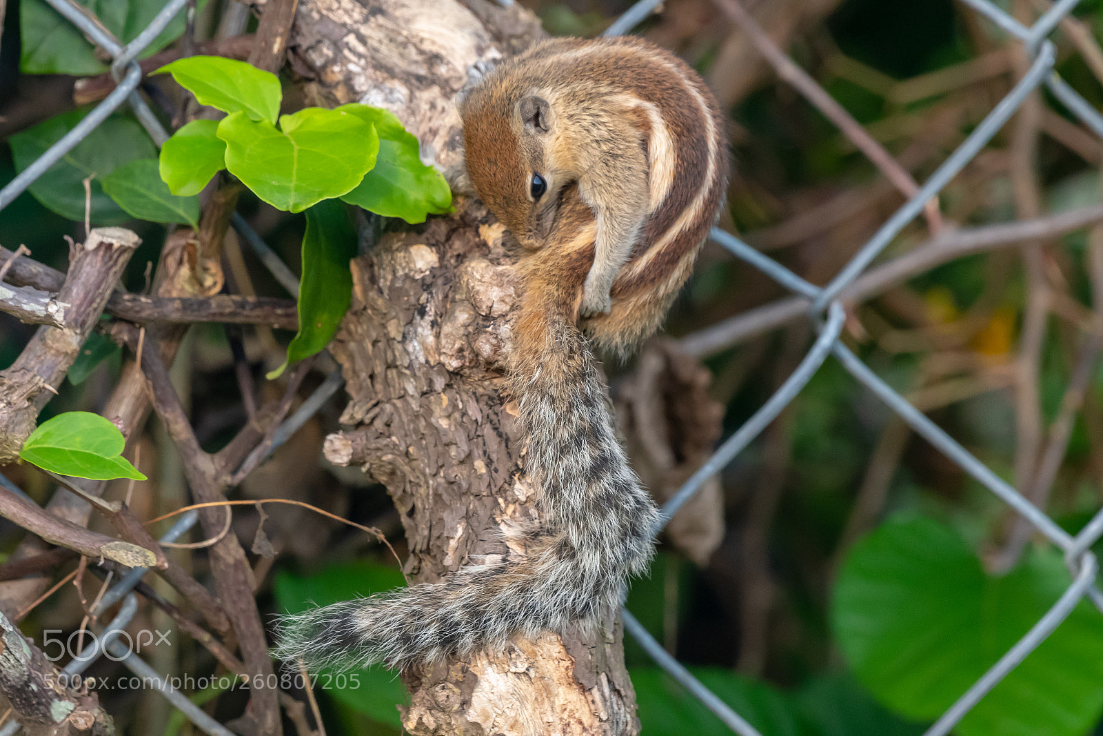 Nikon D500 sample photo. Little repunzel photography