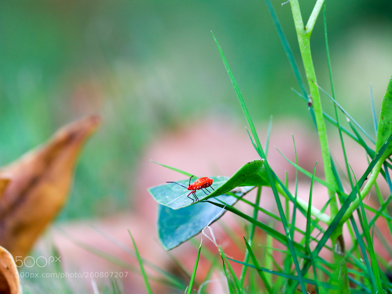 Canon EOS 80D sample photo. Untitled photography