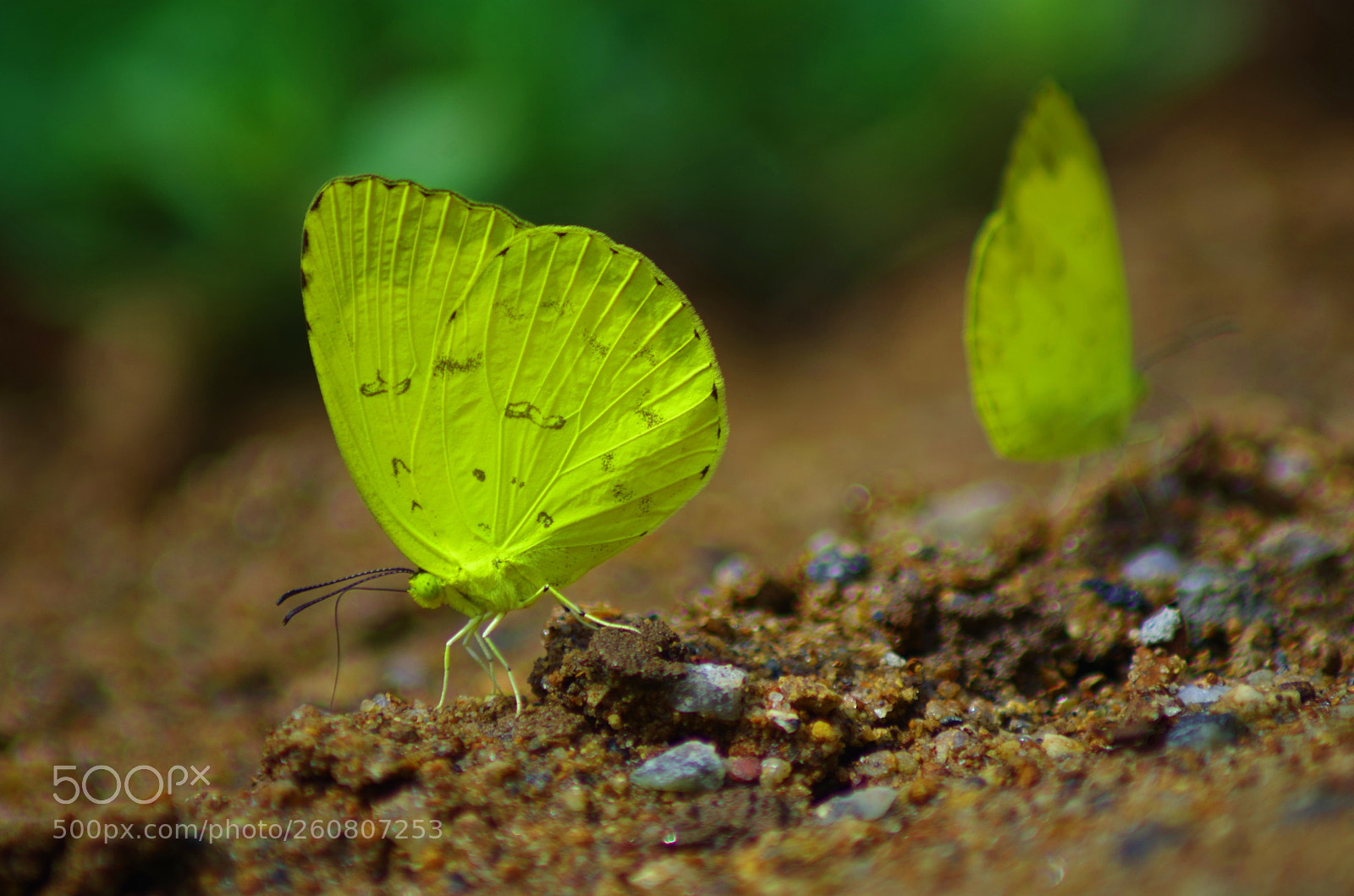 Pentax K-500 sample photo. Three spog grass yellow ! photography