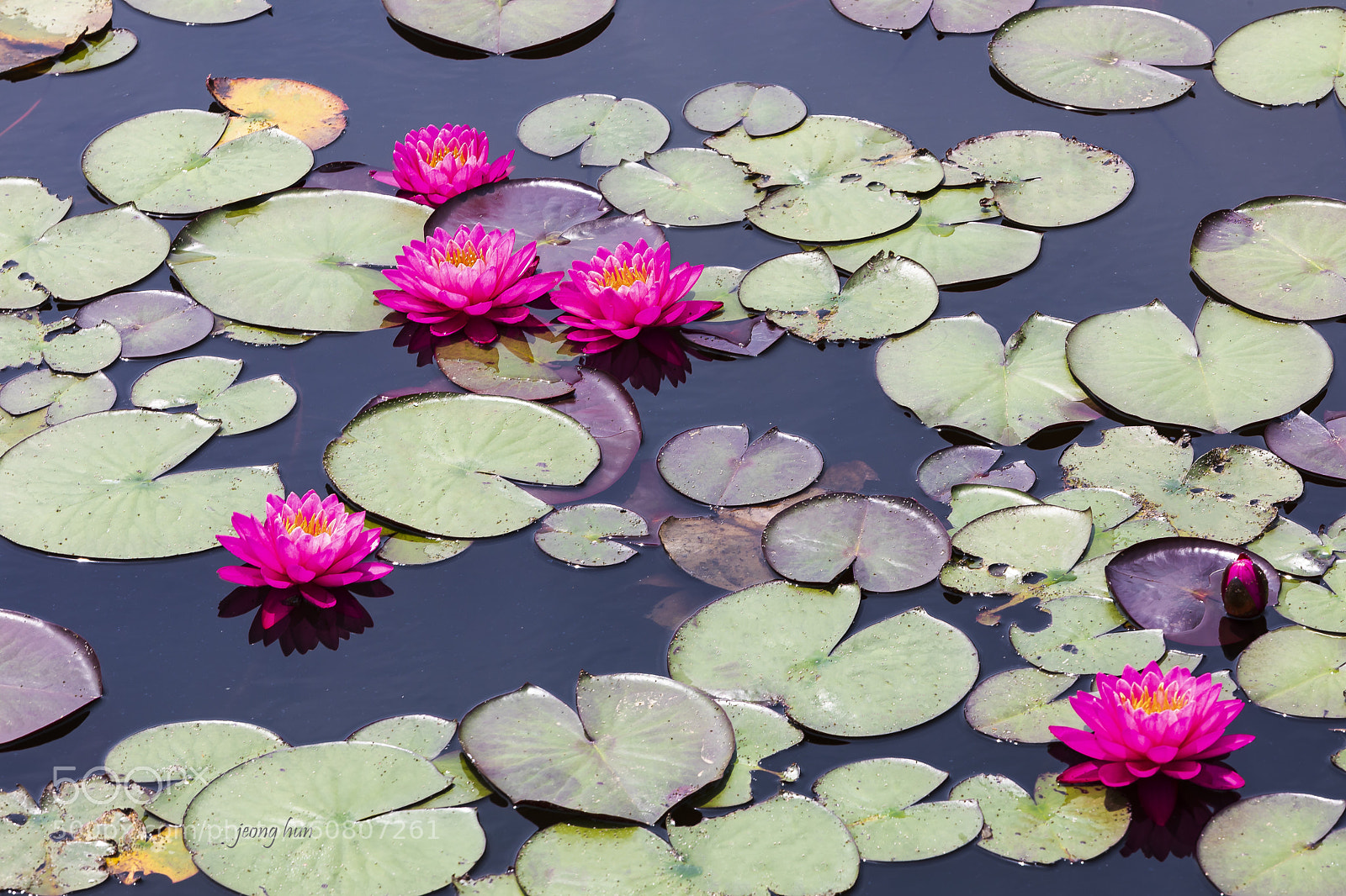 Canon EOS 5D Mark IV sample photo. Water lily photography