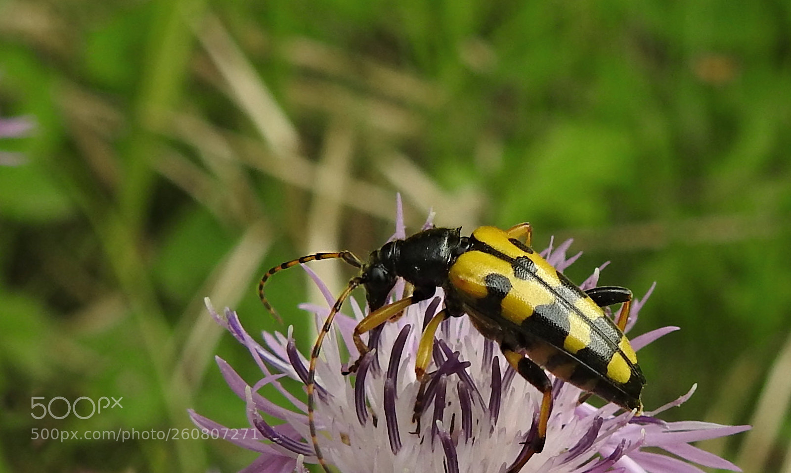 Nikon Coolpix P900 sample photo. Gefleckter schmalbock photography