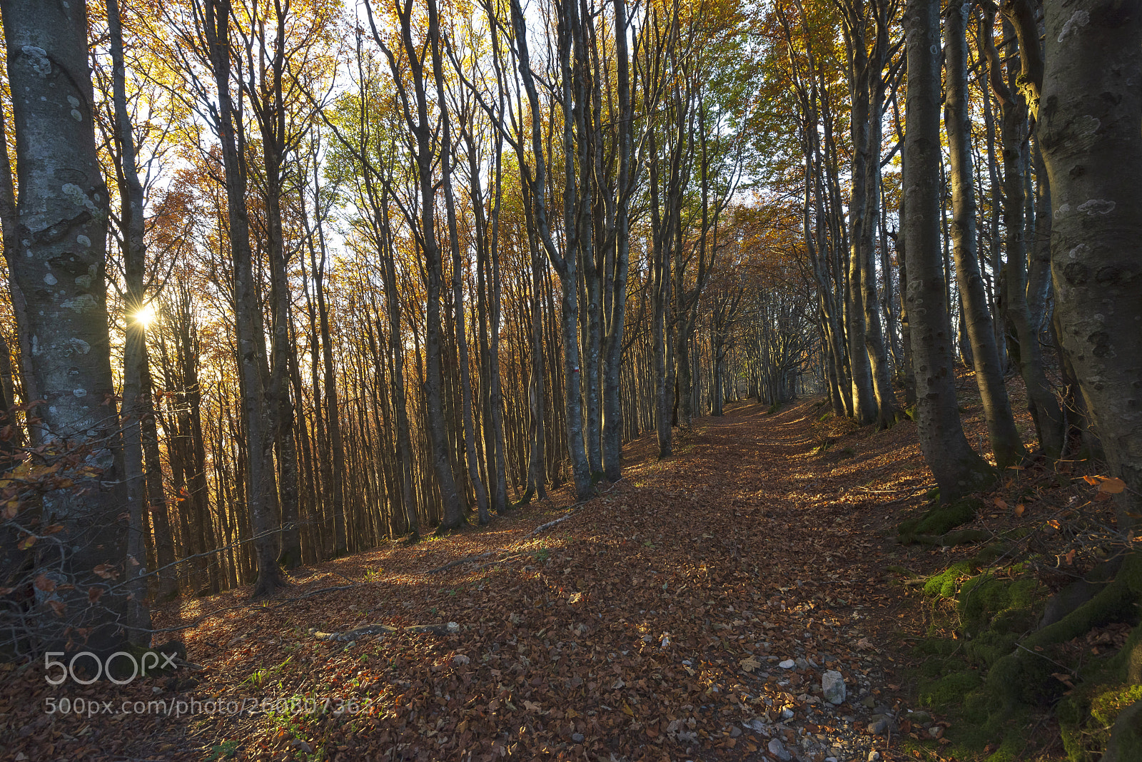 Nikon D600 sample photo. Sun is setting for photography