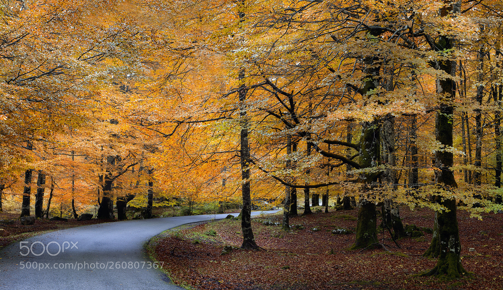 Canon EOS 5D Mark II sample photo. Golden glow photography