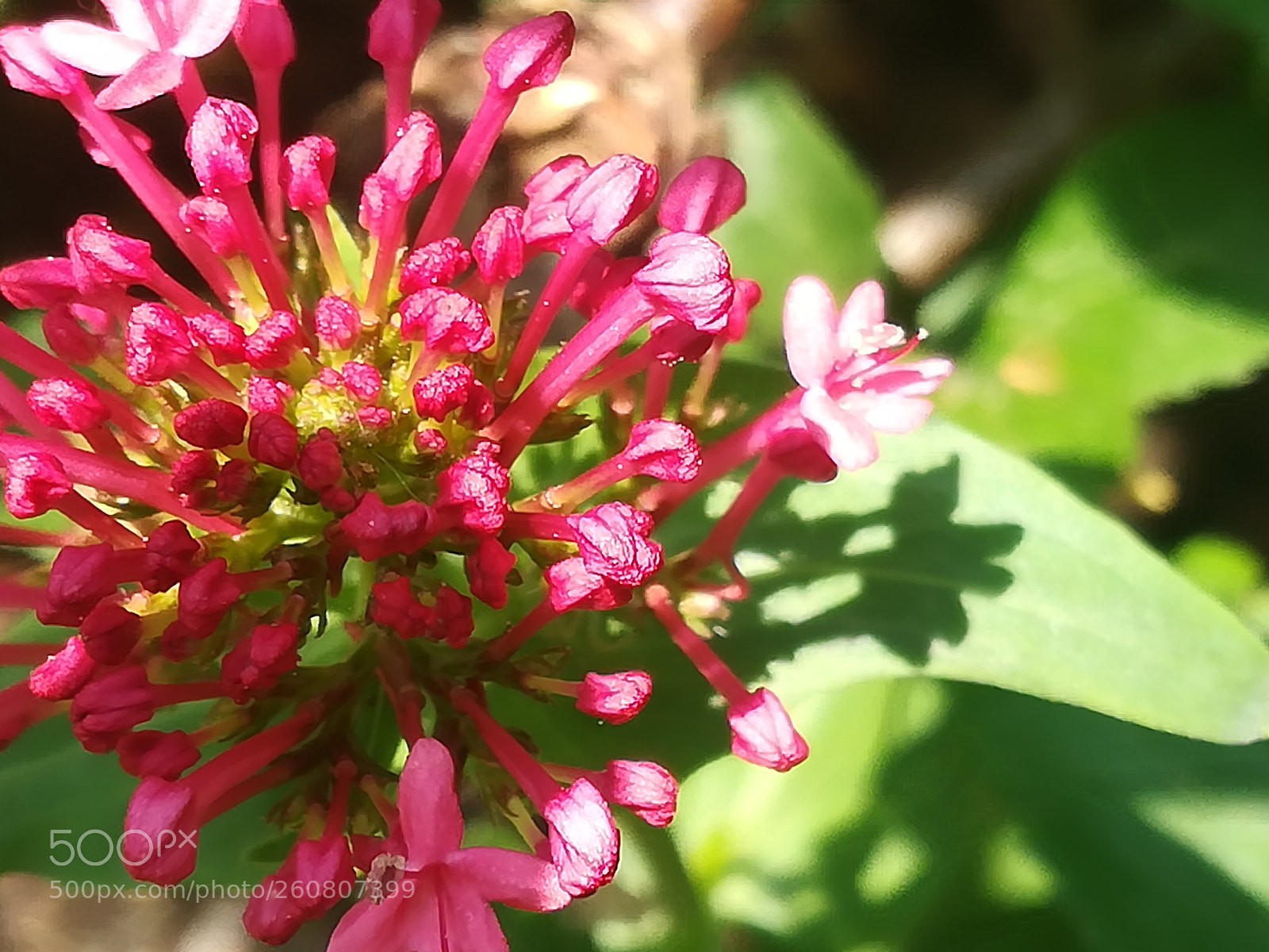HUAWEI P10 lite sample photo. Red'n pink flower cluster photography