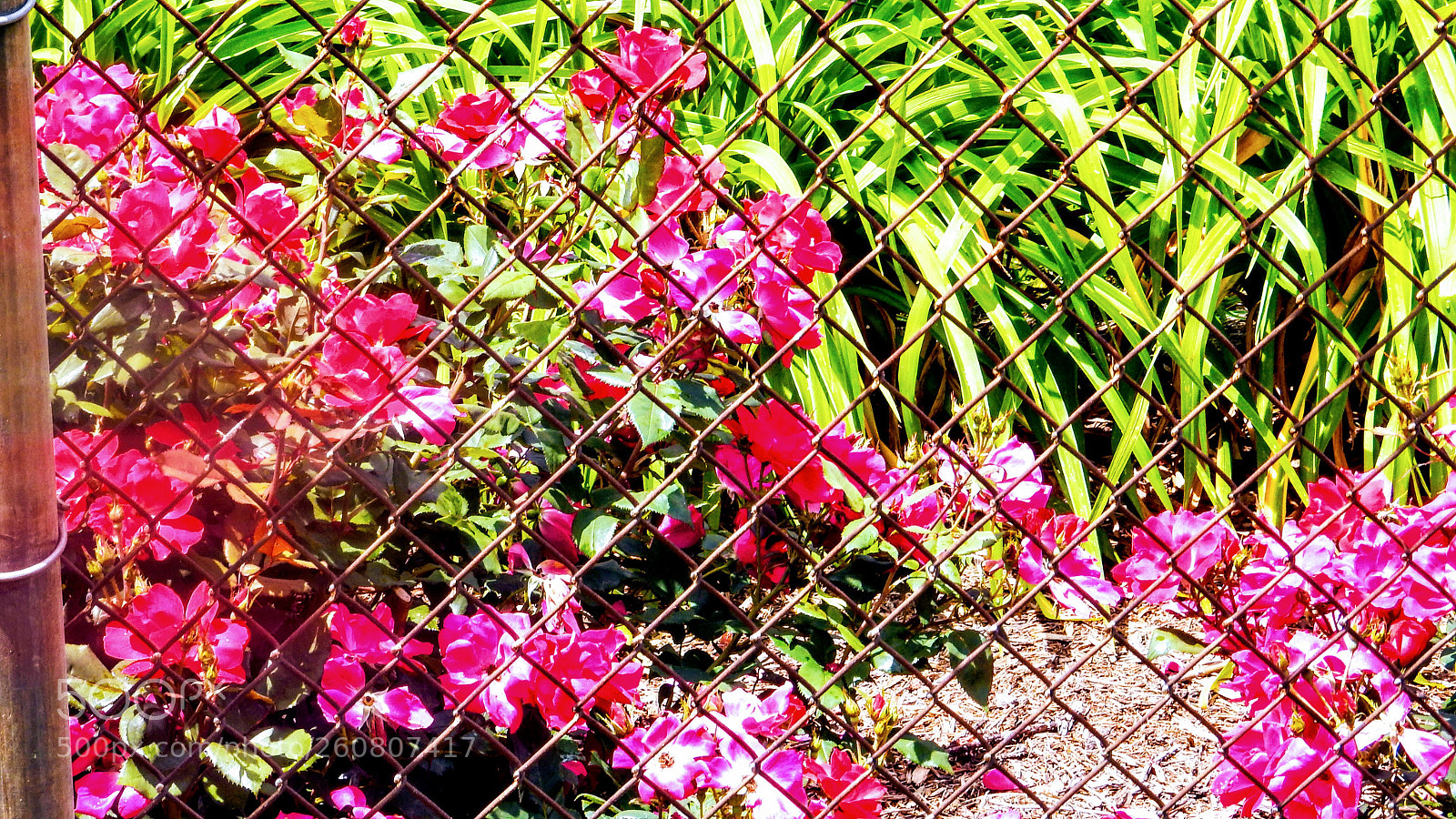 Nikon Coolpix S9900 sample photo. Through the fence 
 photography