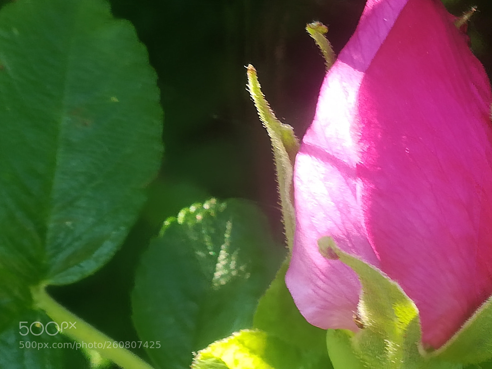 HUAWEI P10 lite sample photo. Shiny rosebud photography