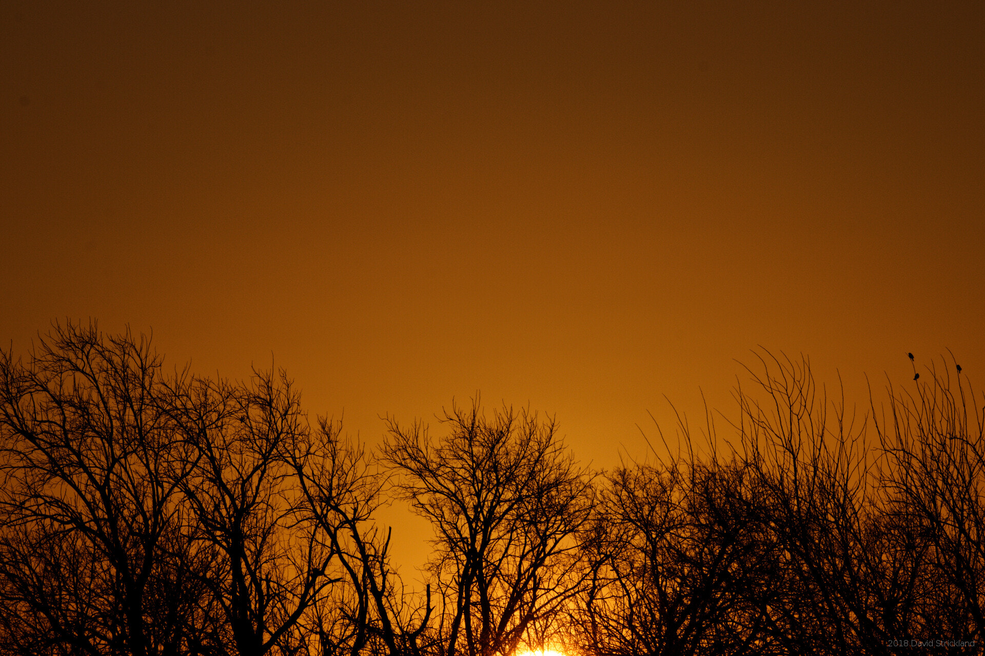 Canon EOS 800D (EOS Rebel T7i / EOS Kiss X9i) sample photo. Three bird sunrise photography