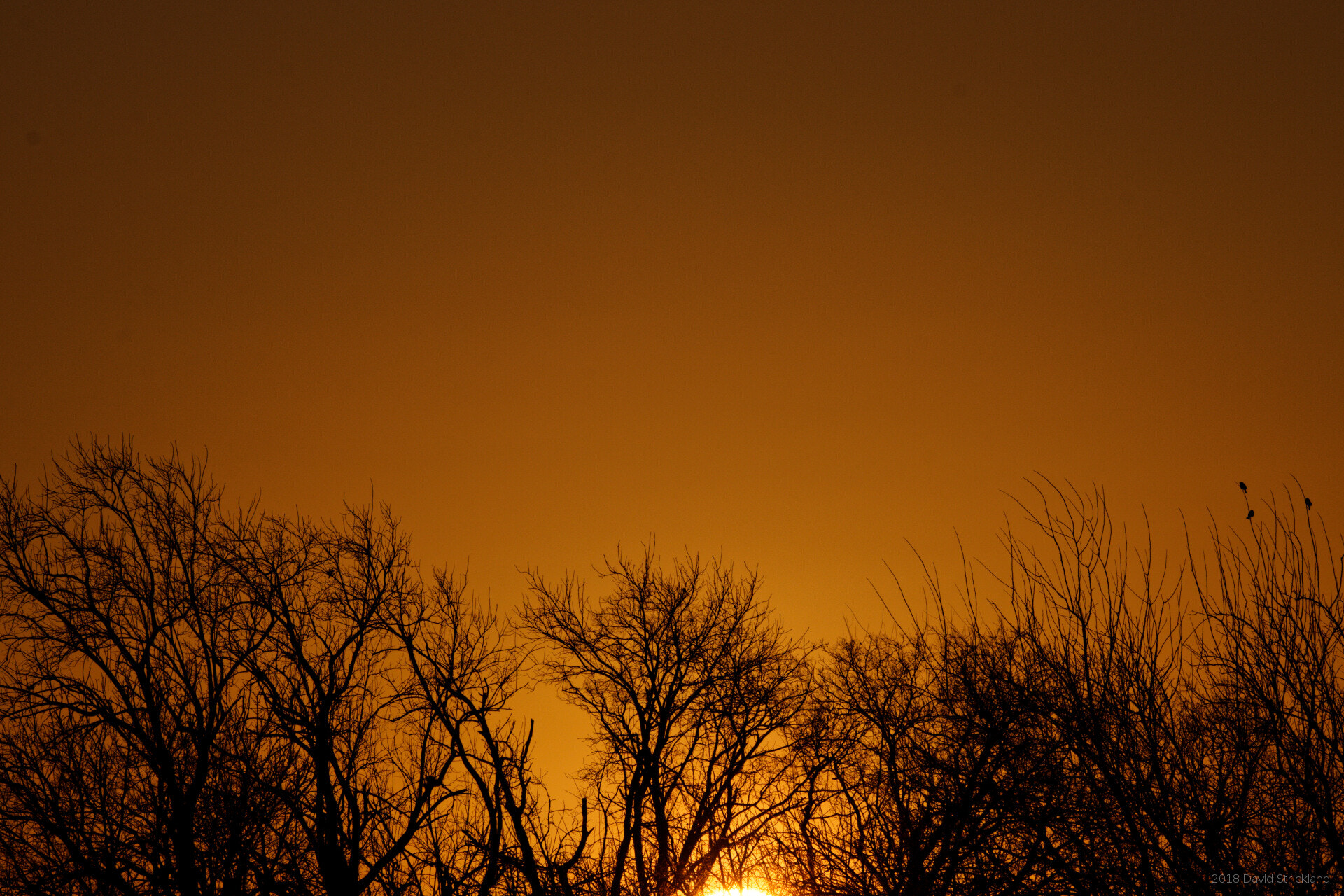 Canon EF 300mm F2.8L IS II USM sample photo. Three bird sunrise photography