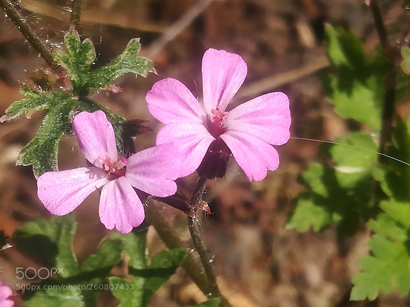 HUAWEI P10 lite sample photo. Pink natural photography