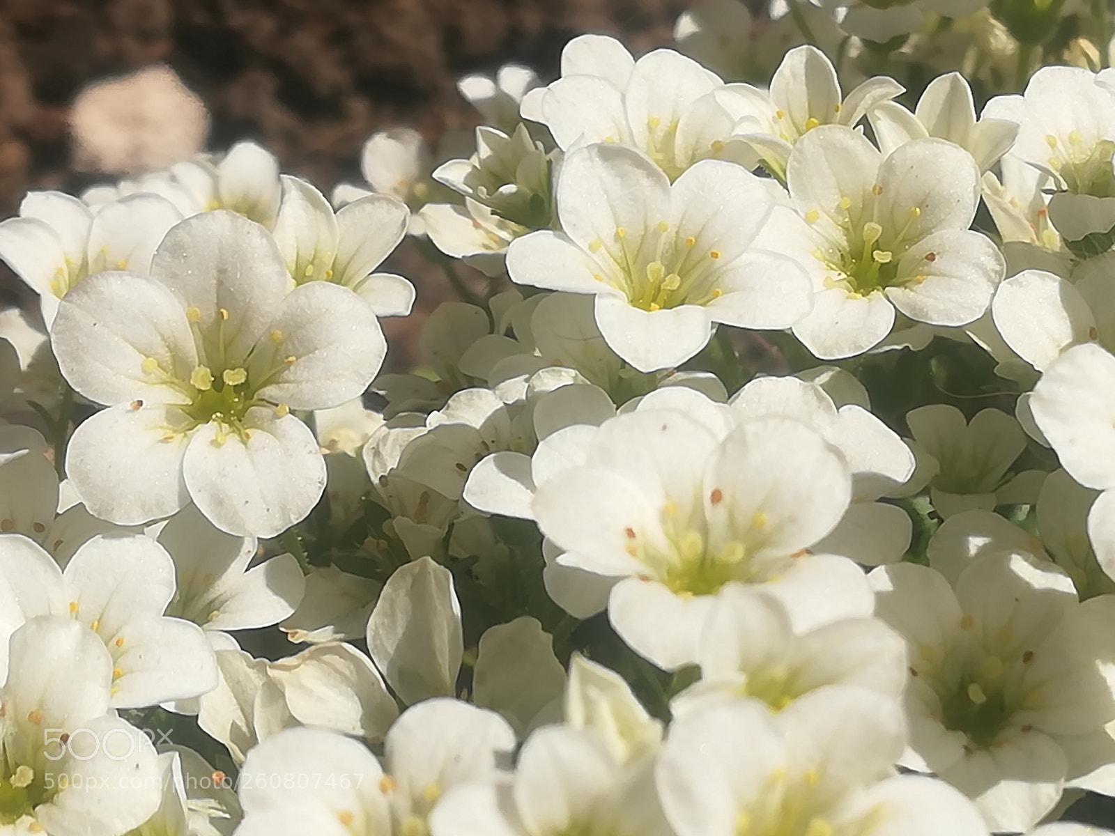 HUAWEI P10 lite sample photo. White flower cluster photography