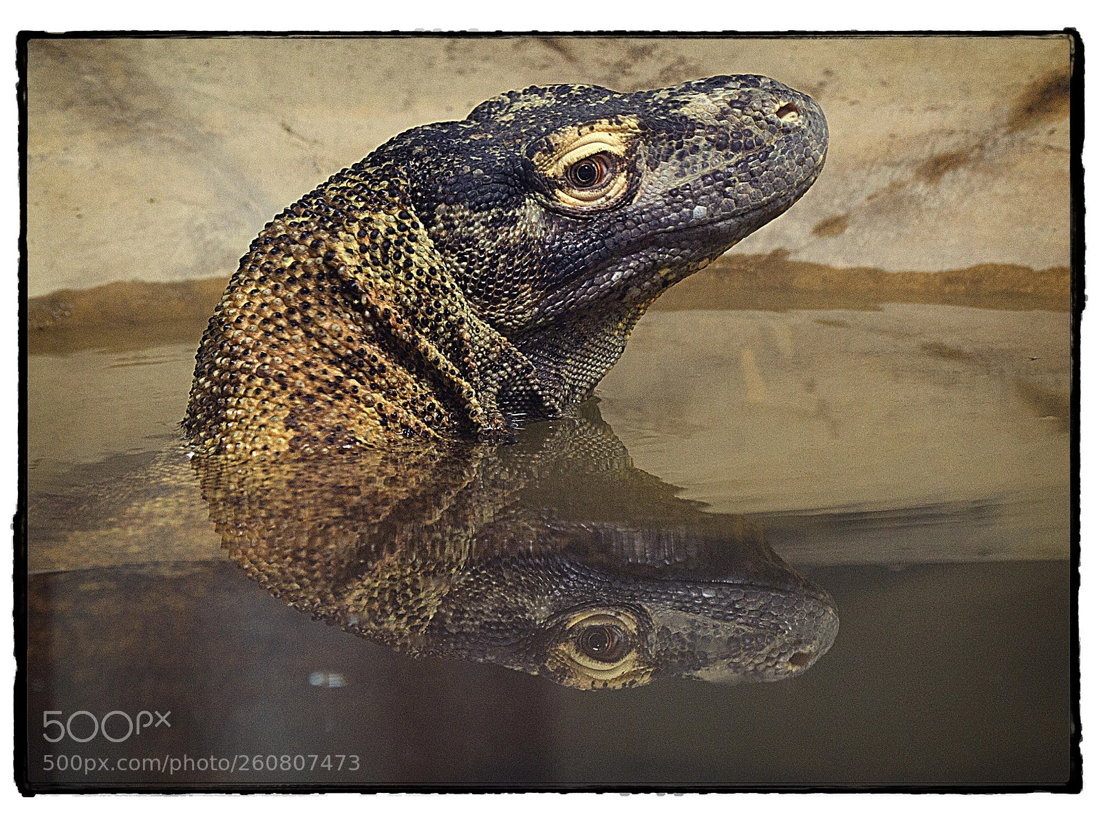 Canon EOS 7D sample photo. Komodo dragon  photography