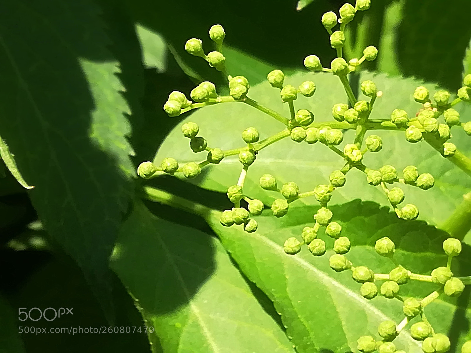 HUAWEI P10 lite sample photo. Green math photography