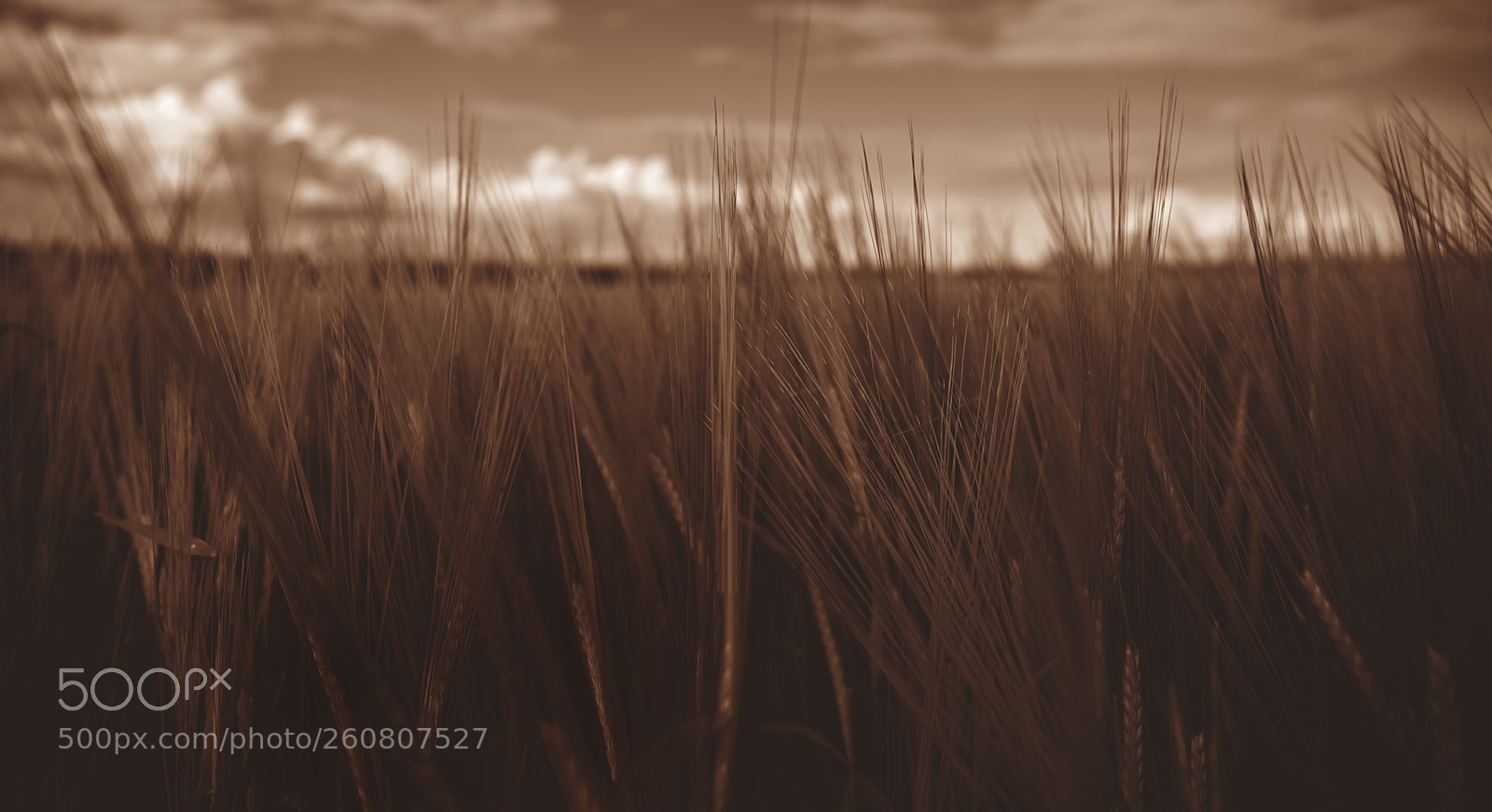 Canon EOS 6D sample photo. Cornfield photography