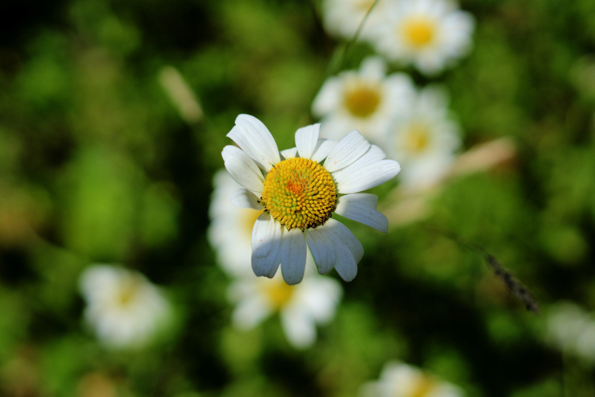 Sony a6000 + Sony DT 50mm F1.8 SAM sample photo. "warum knipst du nur die blauen?" photography