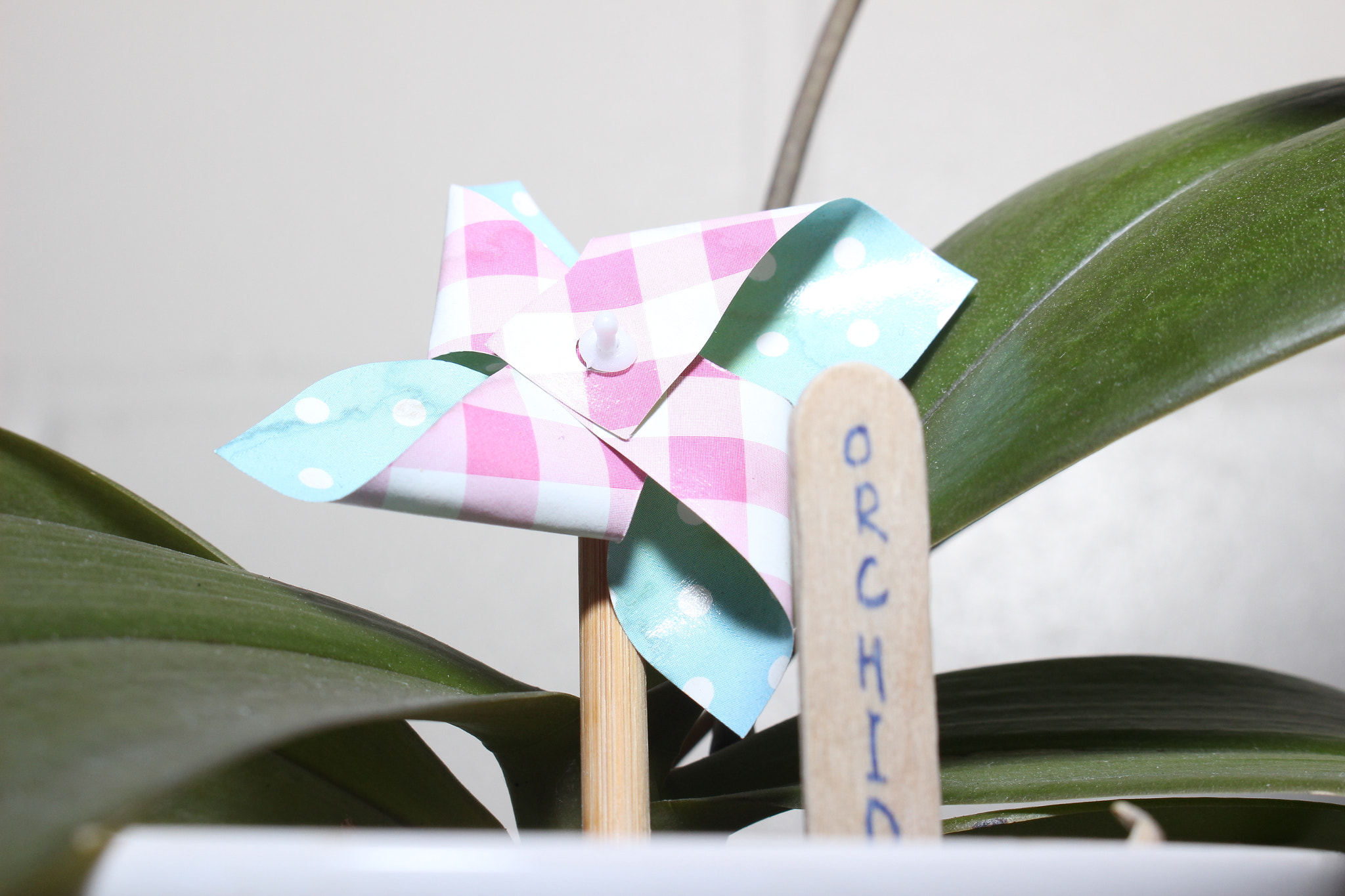 Canon EOS 100D (EOS Rebel SL1 / EOS Kiss X7) sample photo. Flashlight photography