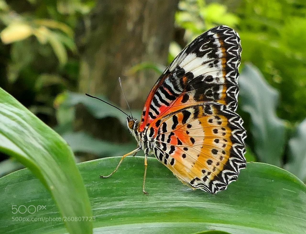 Panasonic Lumix DMC-FZ2500 (Lumix DMC-FZ2000) sample photo. P photography