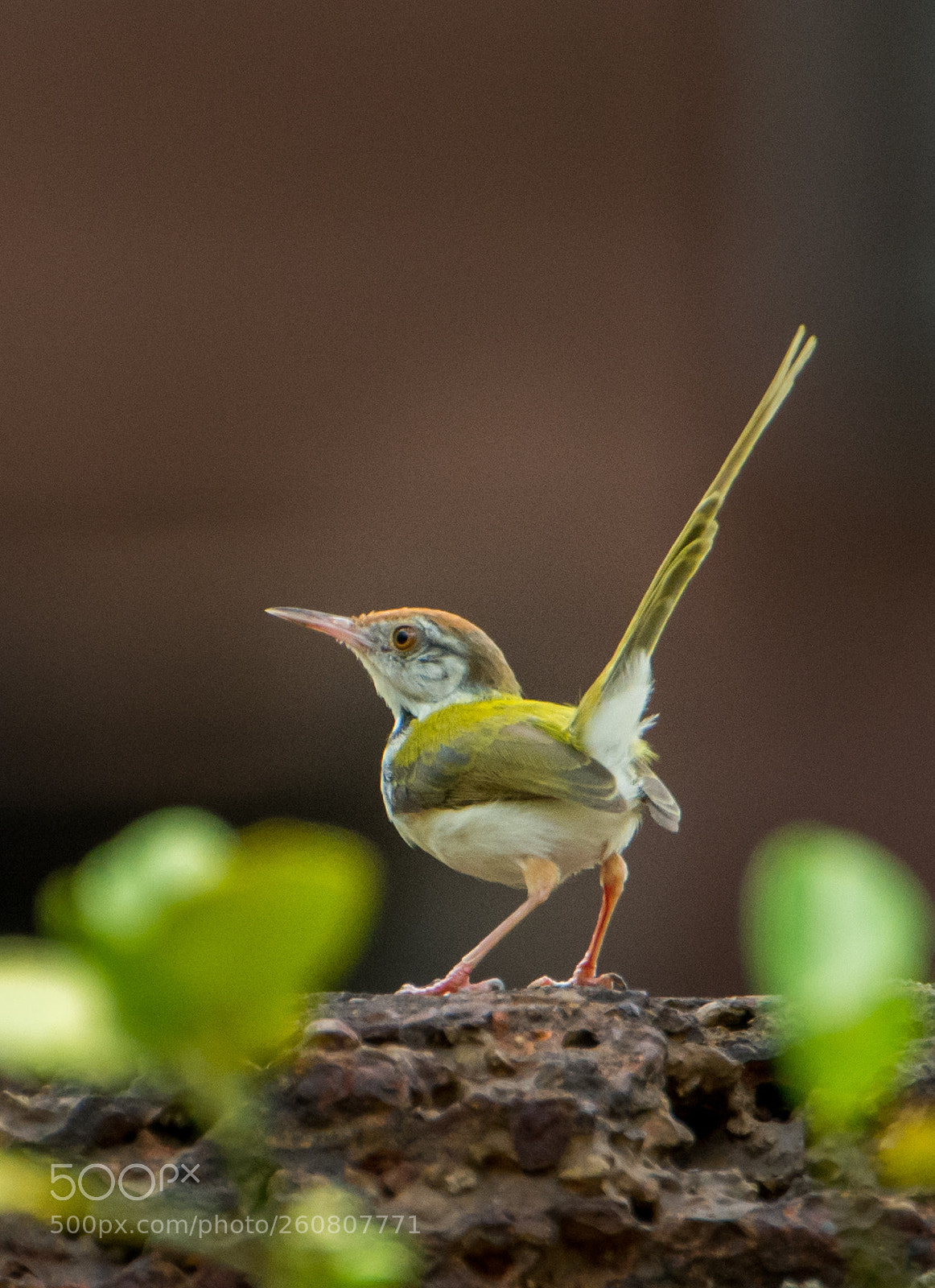 Nikon D7200 sample photo. Tail up photography