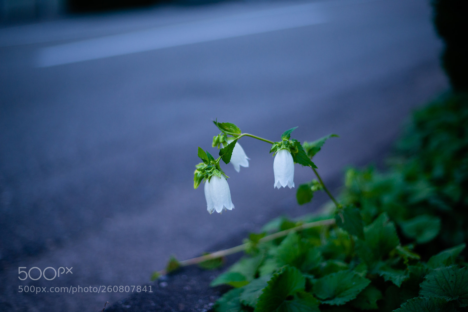 Nikon D800E sample photo. Roadside campanula photography