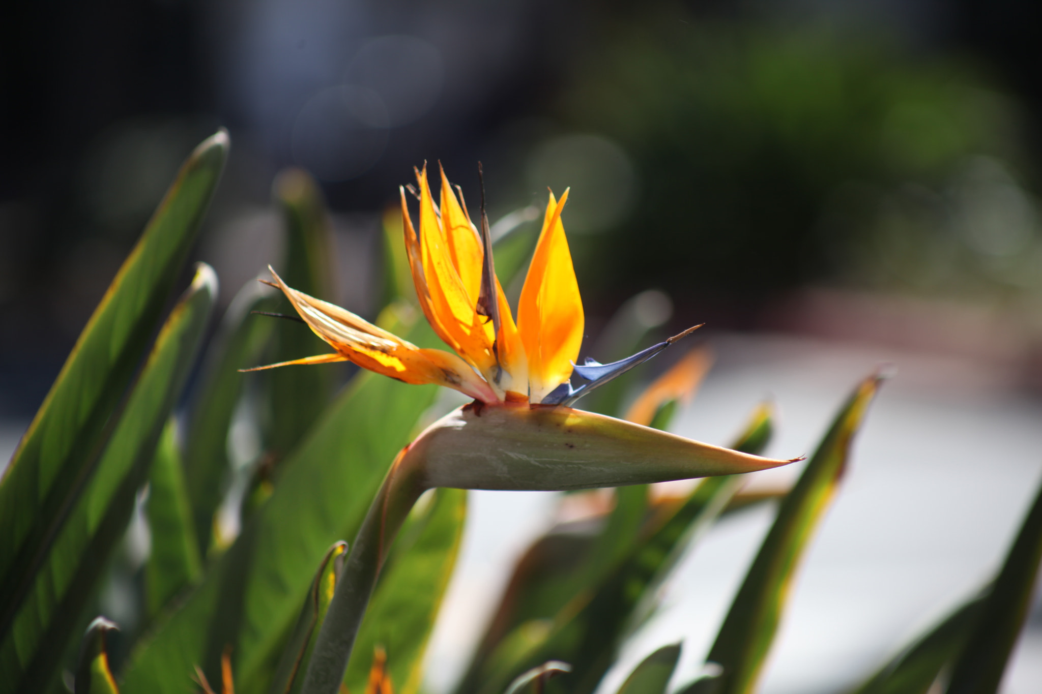 Canon EF 75-300mm f/4-5.6 USM sample photo. Flower photography