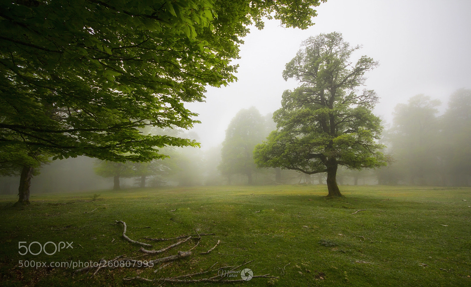 Canon EOS 60D sample photo. El bosque encantado photography