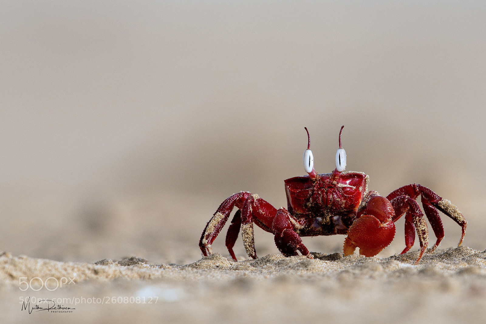 Nikon D850 sample photo. Red ghost crab photography