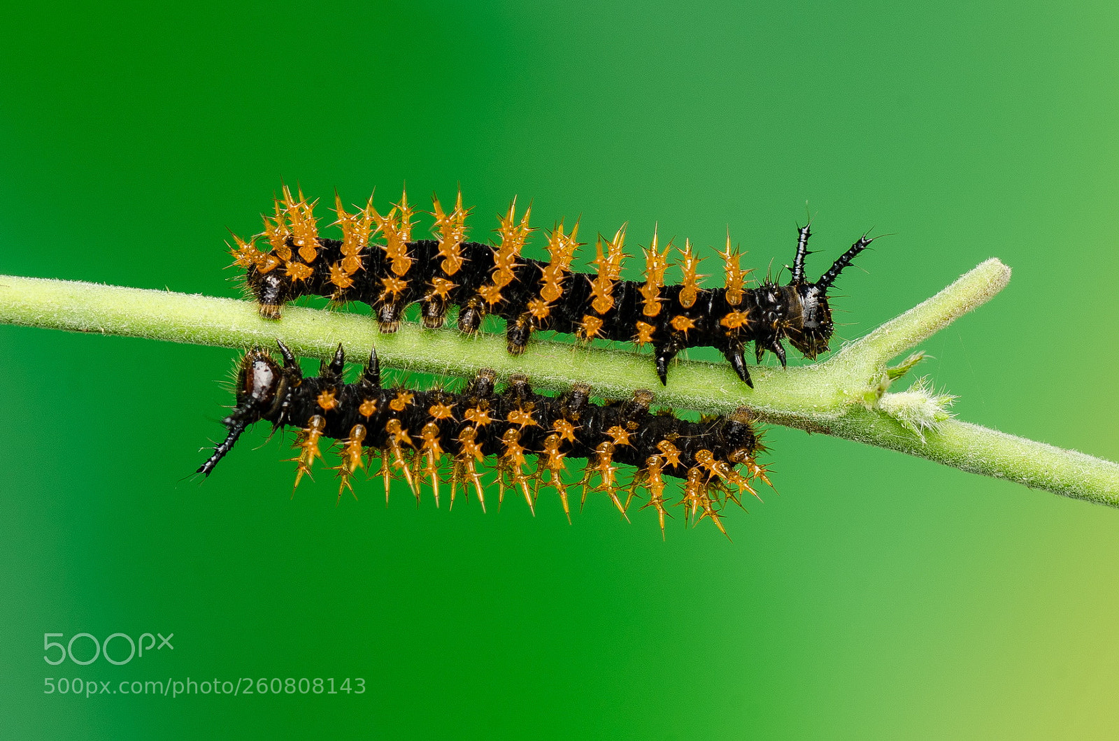 Nikon D7000 sample photo. Caterpillars photography