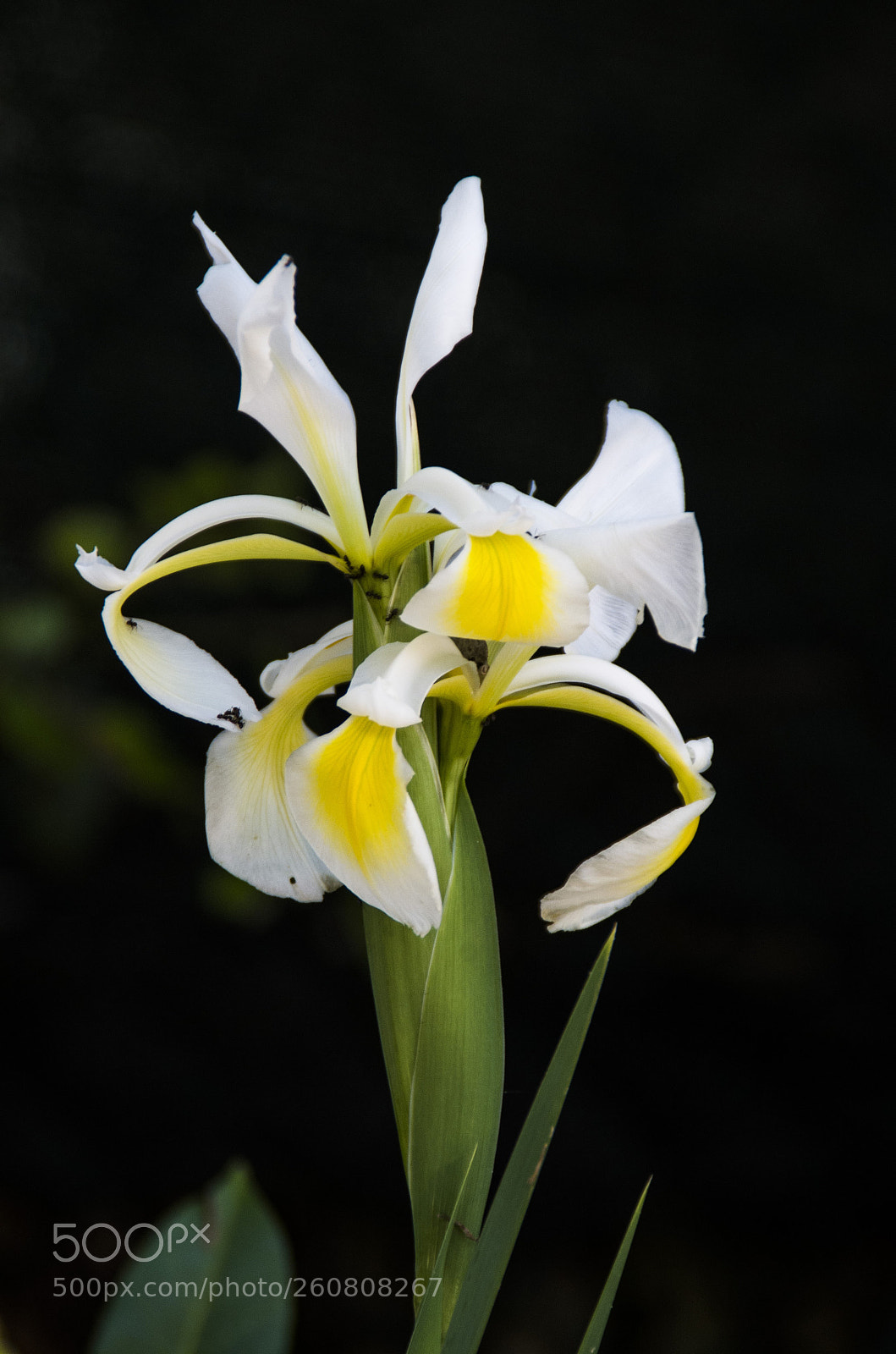 Pentax K-30 sample photo. Giaggioli bianco photography