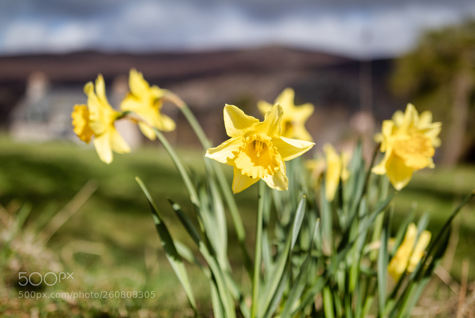 Canon EOS 80D sample photo. Narcissus photography