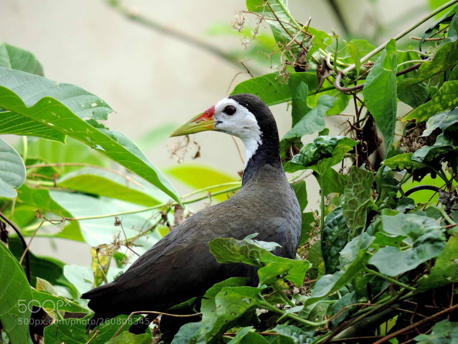 Nikon Coolpix P520 sample photo. Nesting in concealment photography