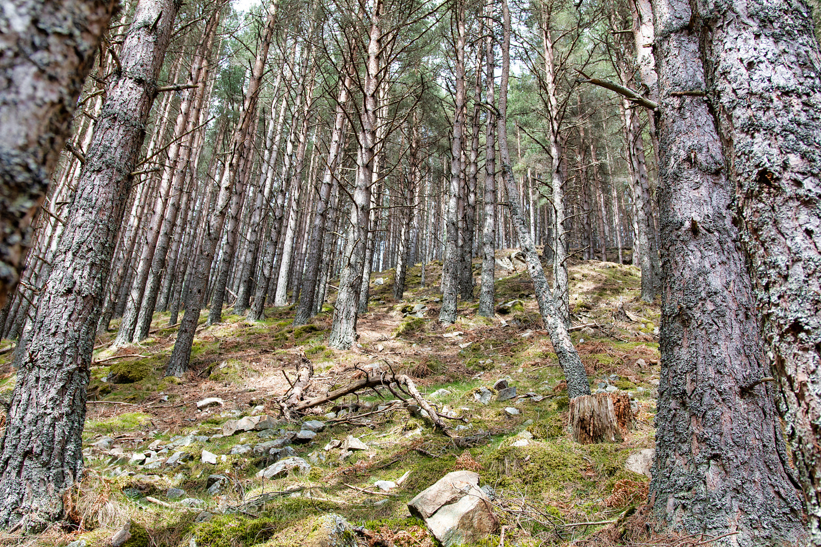 Canon EOS 80D sample photo. Scottish forest photography