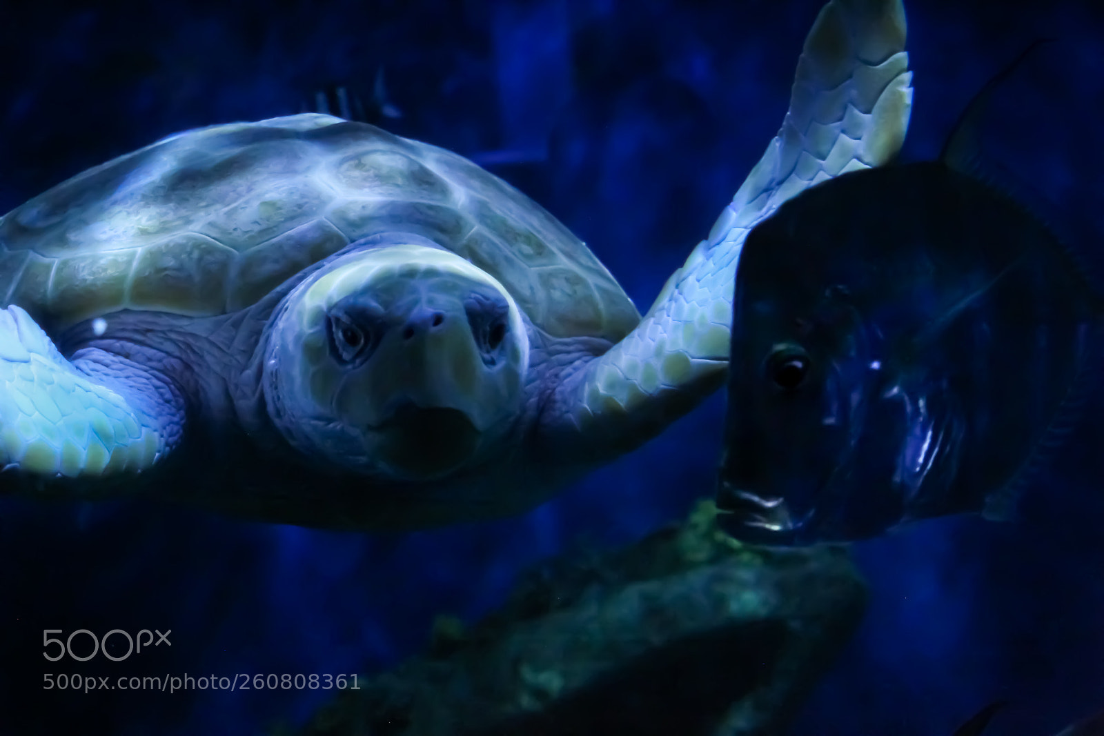 Canon EOS 1300D (EOS Rebel T6 / EOS Kiss X80) sample photo. Turtle and fish photography