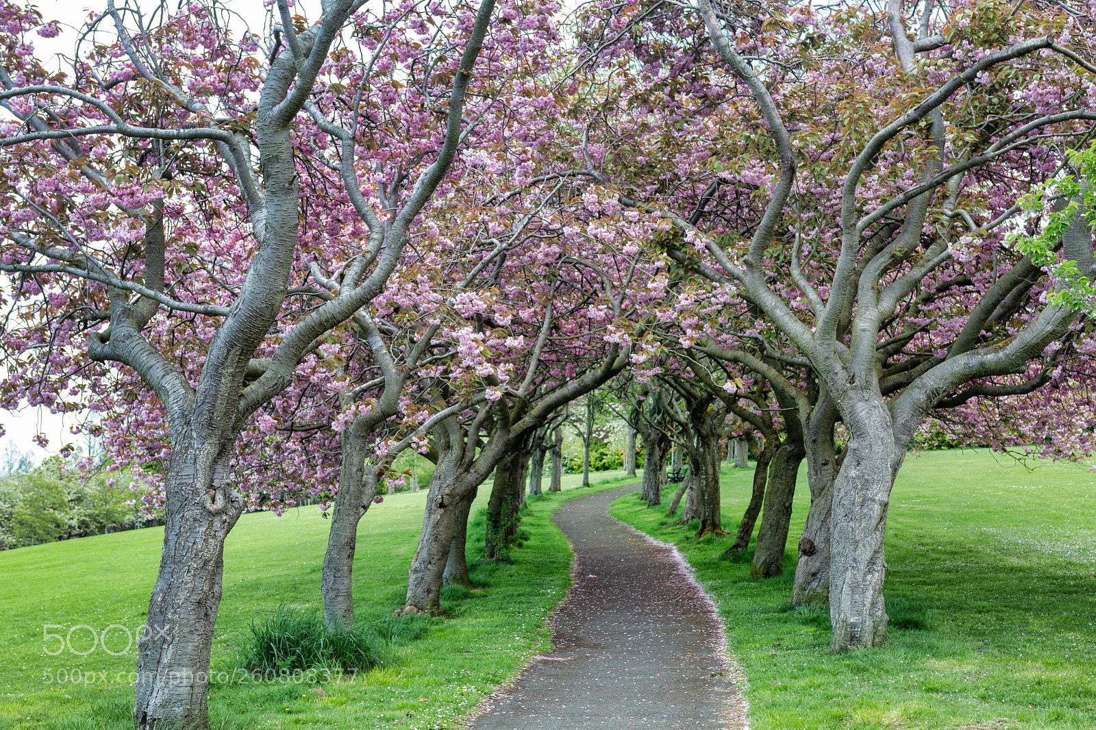 Canon EOS 80D sample photo. Park in edinburgh photography