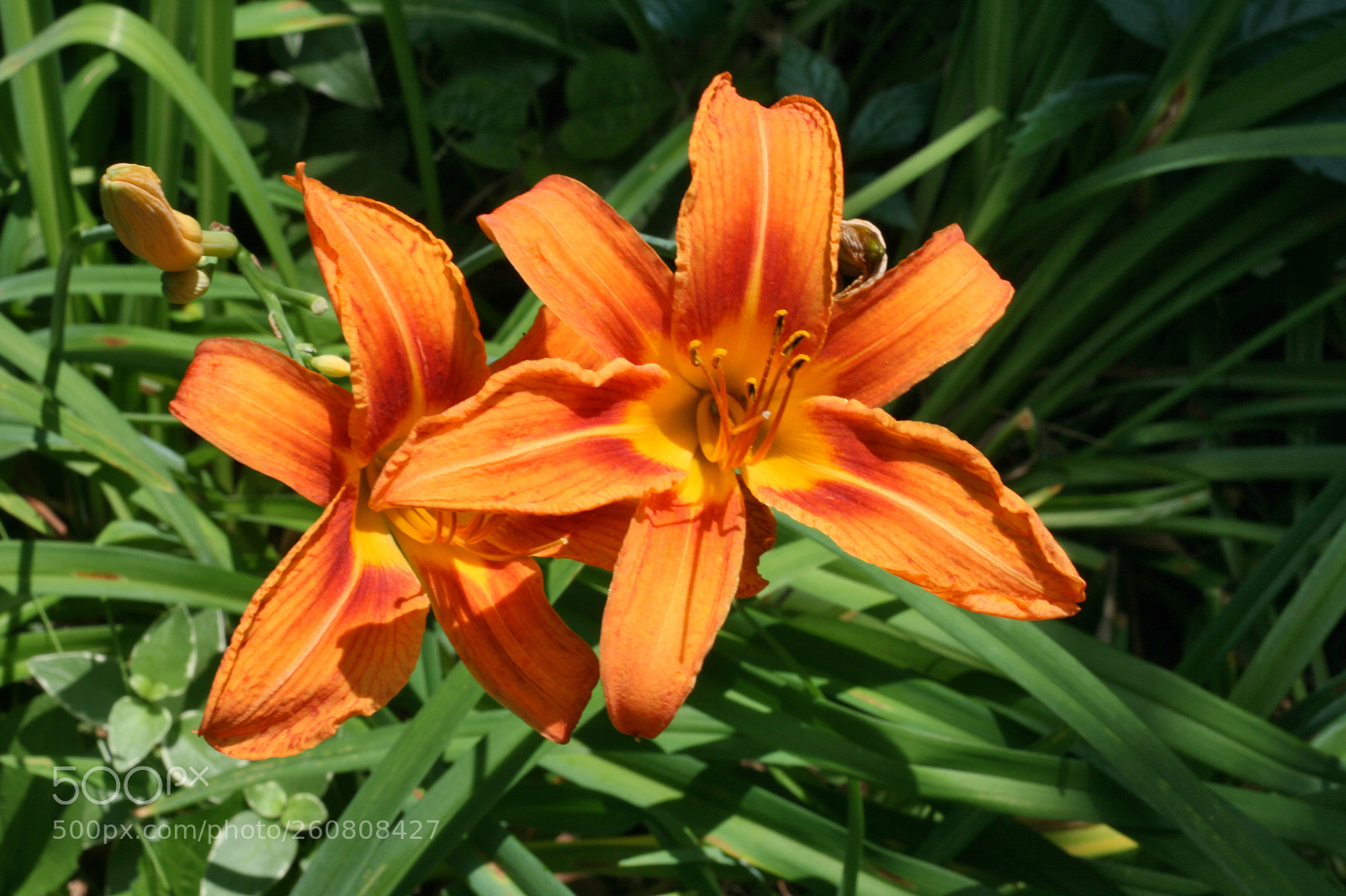 Canon EOS 400D (EOS Digital Rebel XTi / EOS Kiss Digital X) sample photo. Wild daylilies photography