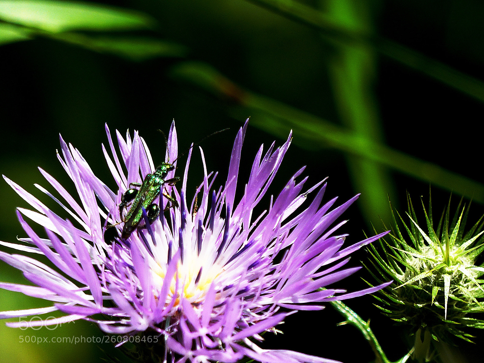 Panasonic Lumix DMC-FZ200 sample photo. Green insect on the photography