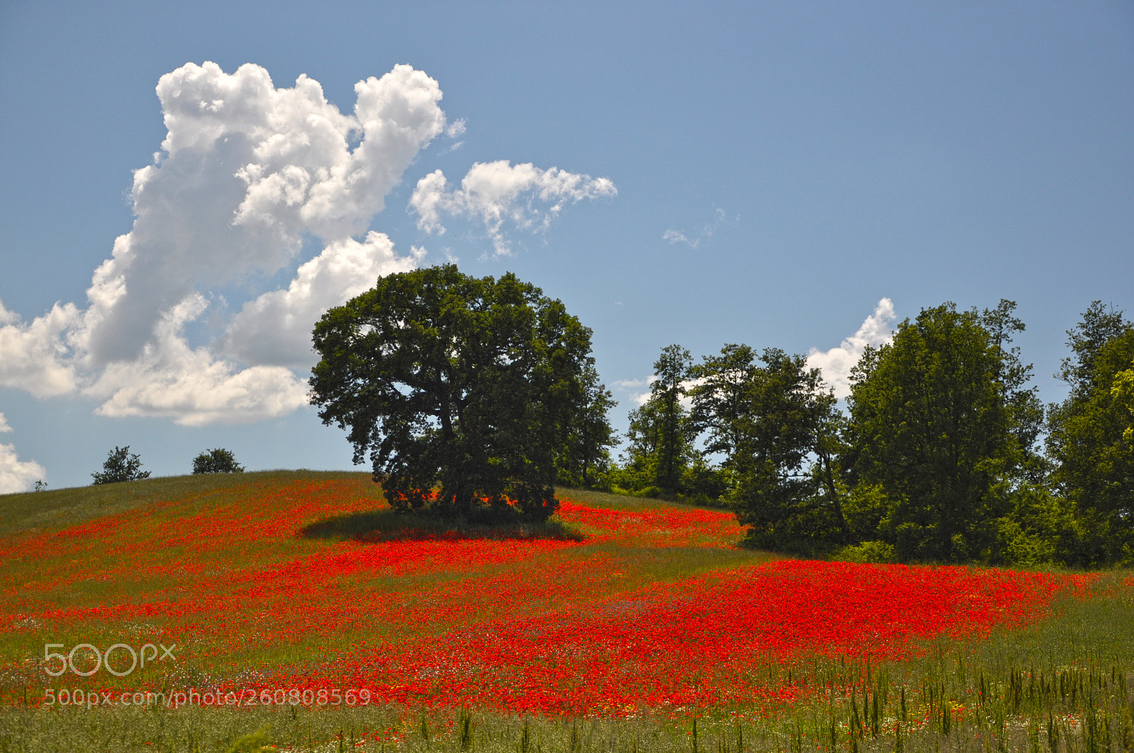 Nikon D5000 sample photo. All is full of photography