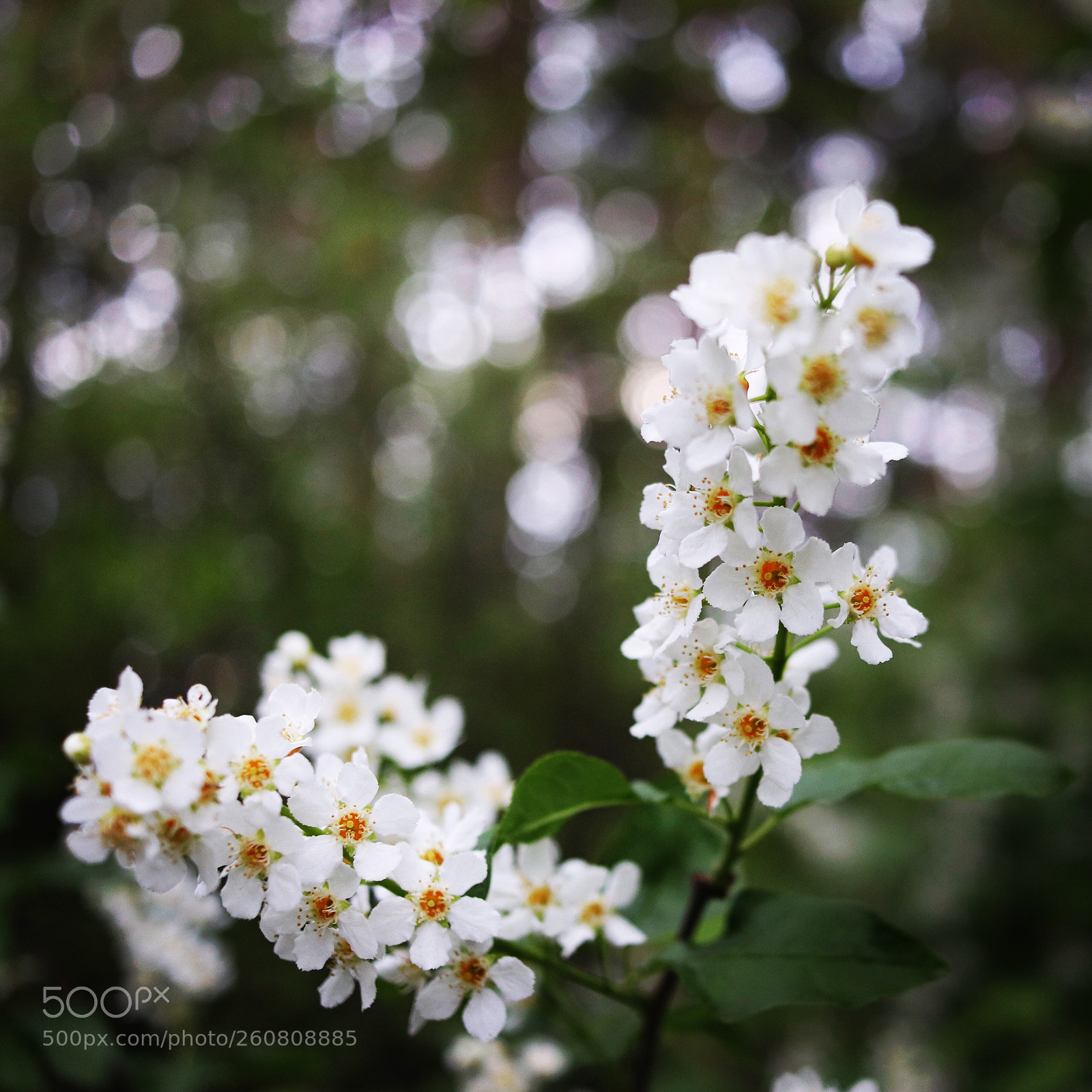 Canon EOS 77D (EOS 9000D / EOS 770D) sample photo. Ural. bird cherry blossom photography