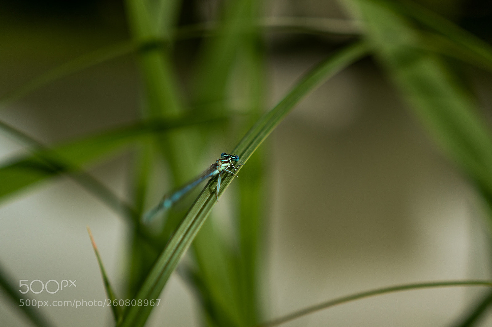 Canon EOS 7D Mark II sample photo. Demoiselle bleue / lestes sponsa photography