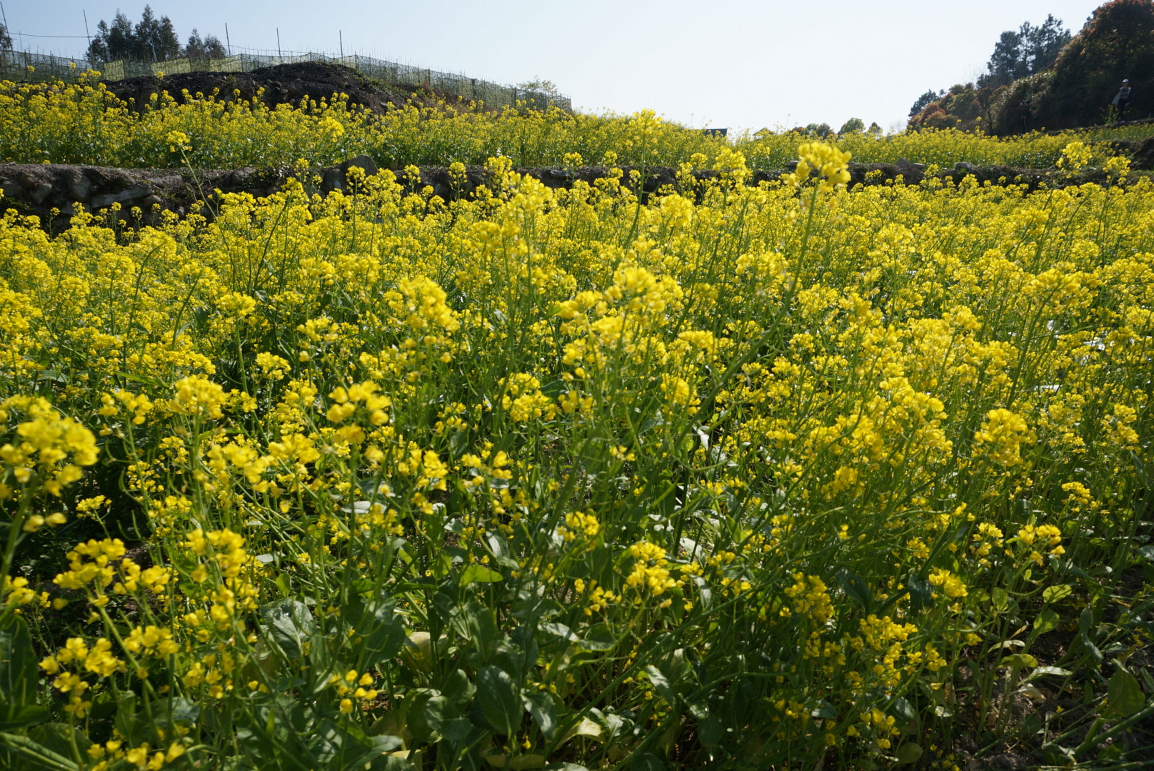 Sony Alpha NEX-5T sample photo. Countryside photography