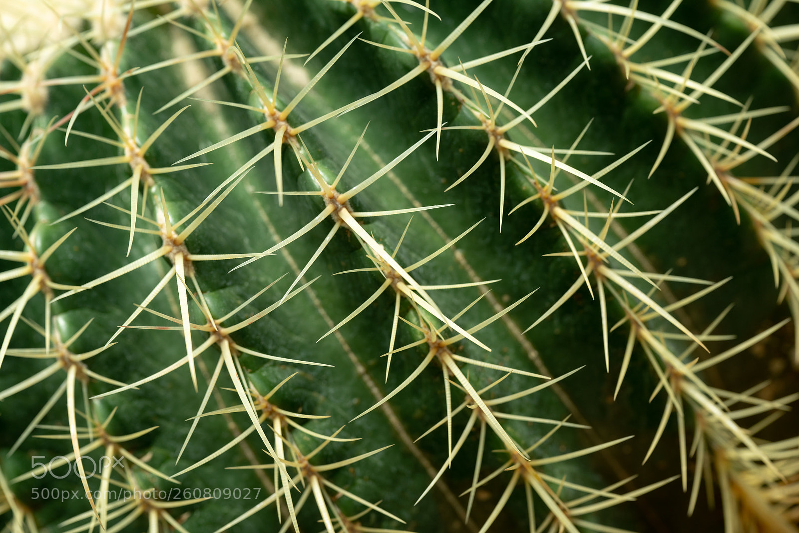Sony a7R II sample photo. Macro - cuctus photography