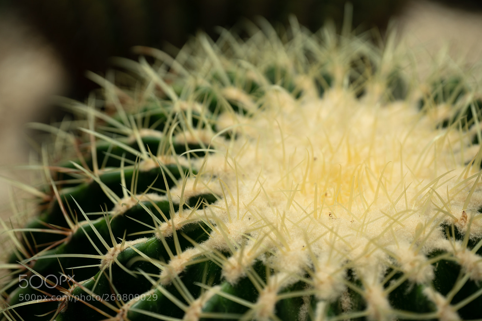 Sony a7R II sample photo. Macro - cuctus photography