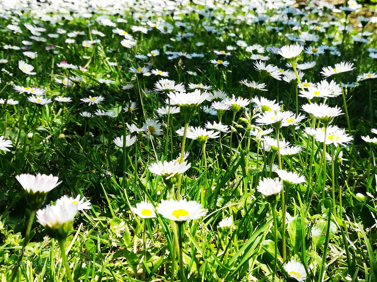 HUAWEI P10 lite sample photo. Proude daisies photography