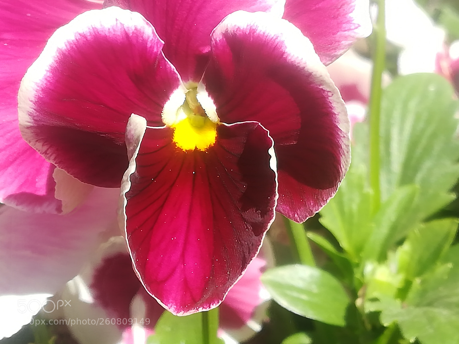 HUAWEI P10 lite sample photo. Pink'n purple pansy photography