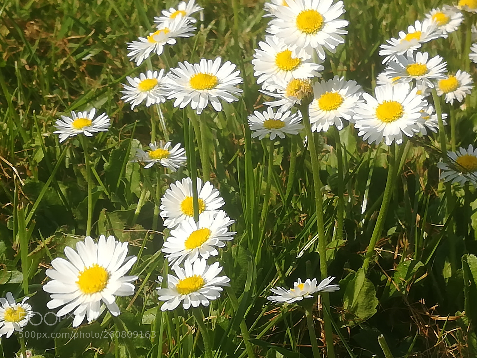 HUAWEI P10 lite sample photo. Daisies having a party photography