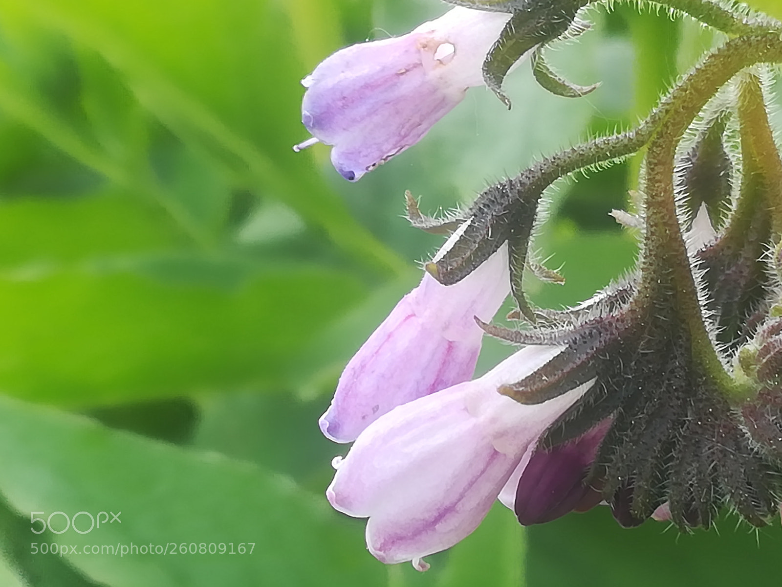 HUAWEI P10 lite sample photo. Pastel purple by the photography