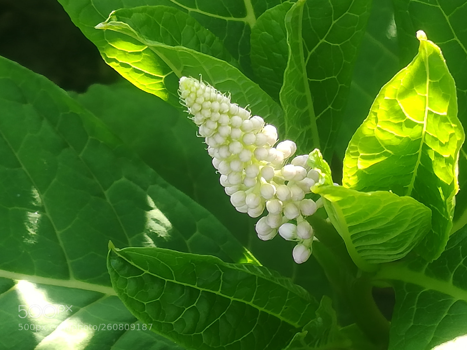 HUAWEI P10 lite sample photo. Unknown white beauty photography