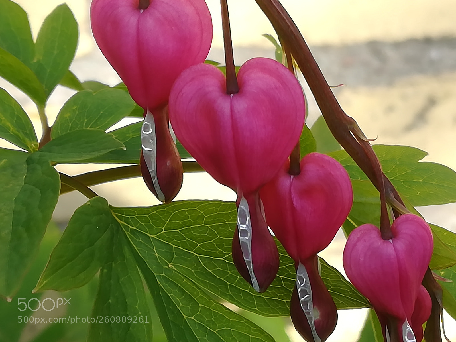 HUAWEI P10 lite sample photo. Dicentra spectabilis showing some photography