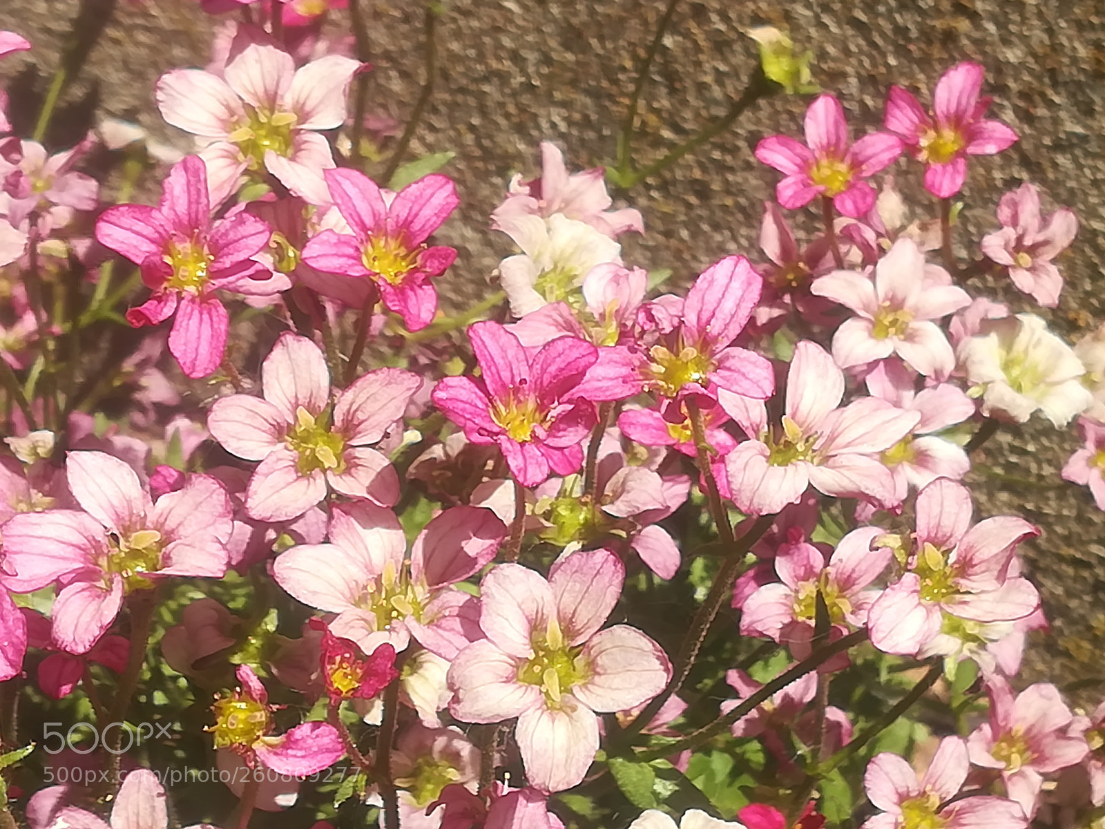 HUAWEI P10 lite sample photo. Lite and dark pink photography
