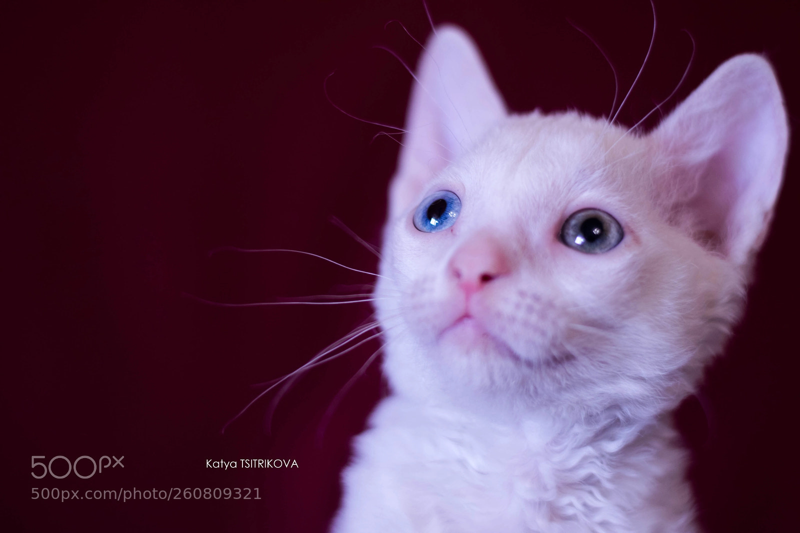 Nikon D3300 sample photo. Уральский рекс photography